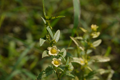 Sida acuta
